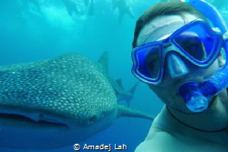 A whale shark from another perspective by Amadej Lah 